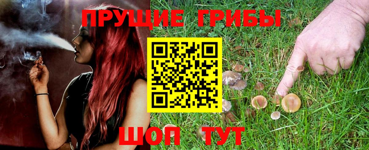 Наро-Фоминск  Псилоцибиновые грибы Psilocybe  Вход с VPN 